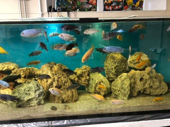 Akwarium z kolorowymi rybami.